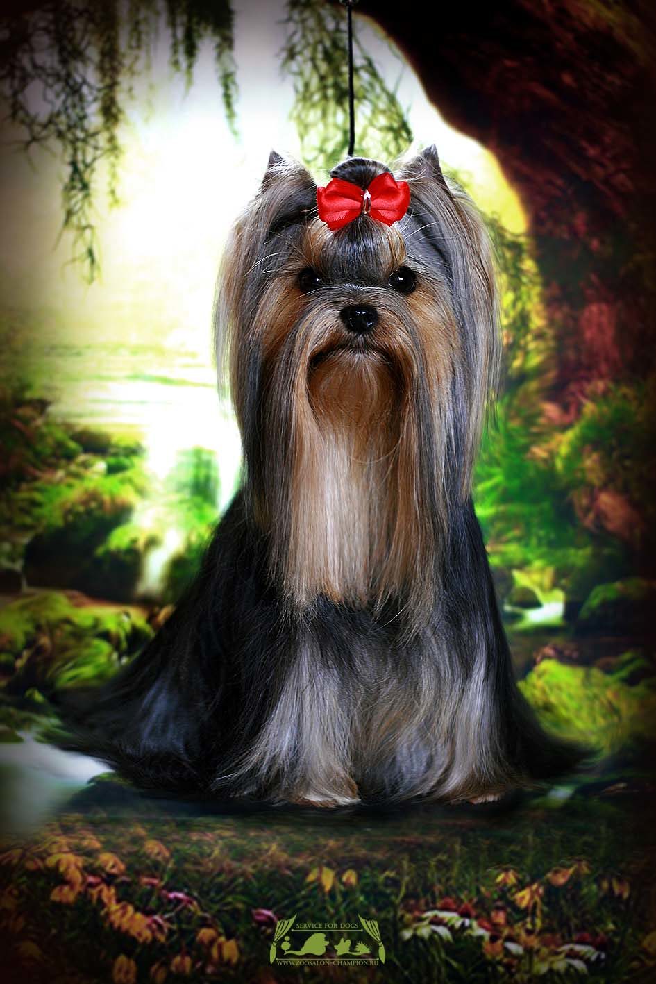  MY SILVER FRIEND BLUE BELLE — Labaza DogPedigree YorkshireTerrier